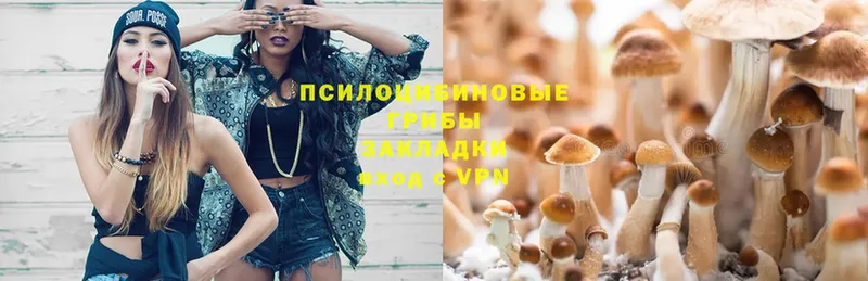 площадка клад  Прокопьевск  Псилоцибиновые грибы Psilocybe 